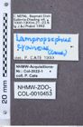 Etikette zu Lampropsephus cyaneus (NHMW-ZOO-COL-0010453)